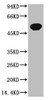 Western blot analysis of Zebrafish skeletal muscle, (Zebrafish Specific) diluted at 1:5000.