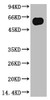 Western blot analysis of Zebrafish skeletal muscle, (Zebrafish Specific) diluted at 1:5000.