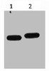 Western blot analysis of mCherry recombinant protein, diluted at 1) 1:5000 2) 1:10000