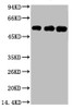 Western blot analysis of 1) Hela, 2) Mouse Brain tissue, 3) Rat Brain tissue, diluted at 1:5000.