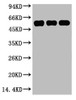Western blot analysis of 1) Hela, 2) Mouse Kidney tissue, 3) Rat Heart tissue, diluted at 1:5000.
