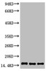 Western blot analysis of 1) Hela, 2) Raw 264.7, 3) Rat Testis tissue, diluted at 1:1000.
