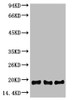 Western blot analysis of 1) Hela, 2) Raw 264.7, 3) Rat Testis, diluted at 1:2000.