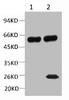 1) Input: Mouse Brain Tissue Lysate 2) IP product: IP dilute 1: 200 Western blot analysis: primary antibody : 1: 10000 Secondary antibody: Goat anti-Mouse IgG, Light chain specific (S003) , 1: 5000