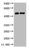 Western blot analysis of 1) Mouse Brain tissue, 2) Rat Brain tissue, diluted at 1:100000.