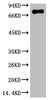 Western blot analysis of Human serum, mAb diluted at 1:2000.