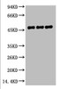 Western blot analysis of 1) Mouse Brain Tissue, 2) Rat Brain tissue, diluted at 1:2000.