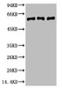Western blot analysis of 1) Hela, 2) Mouse Brain Tissue, 3) Rat Brain tissue, diluted at 1:2000.