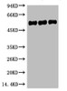 Western blot analysis of 1) Hela, 2) Mouse Brain, 3) Rat Brain, diluted at 1:5000.