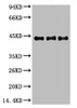 Western blot analysis of 1) Hela, 2) 3T3, 3) Rat Brain using α-SMA Monoclonal Antibody.