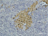 Immunohistochemical analysis of paraffin-embedded Mouse Spleen Tissue using Caspase-8 Monoclonal Antibody.