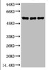 Western blot analysis of 1) Hela, 2) Mouse Brain Tissue, 3) Rat Brain Tissue using Caspase-8 Monoclonal Antibody.