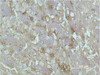 Immunohistochemical analysis of paraffin-embedded Rat Brain Tissue using GAP-43 Monoclonal Antibody.