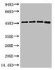 Western blot analysis of 1) Hela, 2) 293T, 3) Mouse Brain Tissue, 4) Rat Brain Tissue using GAP-43 Monoclonal Antibody.