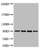 Western blot analysis of 1) Hela, 2) 293T, 3) Mouse Liver Tissue, 4) Rat Liver Tissue using Catenin-β Monoclonal Antibody.