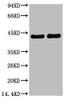 Western blot analysis of 1) A431, 2) 3T3 using CREB-1 Monoclonal Antibody.