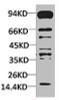 Western blot analysis of Hela using Pan Methylated Lysine Monoclonal Antibody.