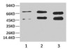 Western blot analysis of 1) Hela, 2) Rat Brain Tissue, 3) Mouse Brain Tissue with Phosphoserine Mouse mAb diluted at 1:2000.