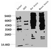 Western blot analysis of 1) Jurkat, 2) 293T, 3) Rat Brain Tissue, 4) Mouse Brain Tissue with Phosphotyrosine Mouse mAb diluted at 1:2, 000.