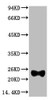 Western blot analysis of Reduced Rabbit IgG, H+L, diluted at 1:10000.
