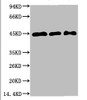 Western blot analysis of 1) Hela, 2) 3T3, 3) Rat Brain Tissue with MEK2 Mouse mAb diluted at 1:2, 000.