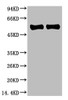 Western blot analysis of Arabidopsis with Rubisco (Large Chain) Mouse mAb diluted at 1) 1:2, 000；2) 1:5, 000