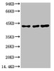 Western blot analysis of 1) Hela, 2) Mouse Brain Tissue, 3) Rat Brain Tissue with TBP/TATA Binding Protein Mouse mAb diluted at 1:2, 000.