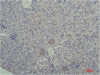 Immunohistochemical analysis of paraffin-embedded Mouse Kidney Tissue using TBP/TATA Binding ProteinMouse mAb diluted at 1:200.