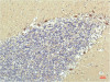 Immunohistochemical analysis of paraffin-embedded Human Brain Tissue using PPAR Delta Mouse mAb diluted at 1:200.