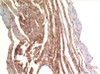 Immunohistochemical analysis of paraffin-embedded Rat Heart Tissue using VE-Cadherin Mouse mAb diluted at 1:200.