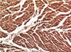 Immunohistochemical analysis of paraffin-embedded Human Heart Tissue using VE-Cadherin Mouse mAb diluted at 1:200.