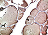 Immunohistochemical analysis of paraffin-embedded Human Thyroid Tissue using TTR Mouse mAb diluted at 1:200.