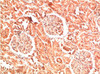 Immunohistochemical analysis of paraffin-embedded Human Kidney Tissue using Collagen IV Mouse mAb diluted at 1:200.