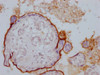 IHC image of CSB-MA294403 diluted at 1:100 and staining in paraffin-embedded human placenta tissue performed on a Leica BondTM system. After dewaxing and hydration, antigen retrieval was mediated by high pressure in a citrate buffer (pH 6.0) . Section was blocked with 10% normal goat serum 30min at RT. Then primary antibody (1% BSA) was incubated at 4°C overnight. The primary is detected by a Goat anti-mouse IgG polymer labeled by HRP and visualized using 0.05% DAB.