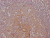 IHC image of CSB-MA792948 diluted at 1:100 and staining in paraffin-embedded human tonsil tissue performed on a Leica BondTM system. After dewaxing and hydration, antigen retrieval was mediated by high pressure in a citrate buffer (pH 6.0) . Section was blocked with 10% normal goat serum 30min at RT. Then primary antibody (1% BSA) was incubated at 4°C overnight. The primary is detected by a Goat anti-mouse IgG polymer labeled by HRP and visualized using 0.05% DAB.