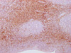 IHC image of CSB-MA269399 diluted at 1:100 and staining in paraffin-embedded human tonsil tissue performed on a Leica BondTM system. After dewaxing and hydration, antigen retrieval was mediated by high pressure in a citrate buffer (pH 6.0) . Section was blocked with 10% normal goat serum 30min at RT. Then primary antibody (1% BSA) was incubated at 4°C overnight. The primary is detected by a Goat anti-mouse IgG polymer labeled by HRP and visualized using 0.05% DAB.