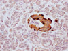IHC image of CSB-MA935920 diluted at 1:100 and staining in paraffin-embedded human pancreatic tissue performed on a Leica BondTM system. After dewaxing and hydration, antigen retrieval was mediated by high pressure in a citrate buffer (pH 6.0) . Section was blocked with 10% normal goat serum 30min at RT. Then primary antibody (1% BSA) was incubated at 4°C overnight. The primary is detected by a Goat anti-mouse IgG polymer labeled by HRP and visualized using 0.05% DAB.