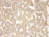 Immunohistochemical of paraffin-embedded human hepatic tissue using CSB-MA070501A0m at dilution of 1:200