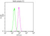 Overlay histogram showing Hela cells stained with CSB-MA0157131A0m (red line) . The cells were fixed with 70% Ethylalcohol (18h) and then permeabilized with 0.3% Triton X-100 for 2 min. The cells were then incubated in 1x PBS /10% normal goat serum to block non-specific protein-protein interactions followed by the antibody (10µg/1*10<sup>6</sup>cells) for 1 h at 4°C. The secondary antibody used was FITC goat anti-mouse IgG (H+L) at 1/200 dilution for 1 h at 4°C. Isotype control antibody (green line) was mouse IgG1 (10µg/1*10<sup>6</sup>cells) used under the same conditions. Acquisition of >10, 000 events was performed.