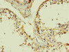Immunohistochemistry of paraffin-embedded human testis using CSB-MA0048791A0m in 30ug/ml dilute concentrations.
