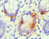 Immunohistochemical of paraffin-embedded Human small intestine tissue using CSB-MA0053441A0m (1D7-3D5) at dilution of 1:200.