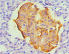 Immunohistochemical of paraffin-embedded Human pancreas tissue using CSB-MA0053441A0m (1D7-3D5) at dilution of 1:200.