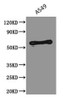 Western Blot<br />
 Positive WB detected in: A549 whole cell lysate<br />
 All lanes: PODXL antibody at 2.5µg/ml<br />
 Secondary<br />
 Goat polyclonal to Mouse IgG at 1/5000 dilution<br />
 Predicted band size: 59, 56 kDa<br />
 Observed band size: 59 kDa<br />