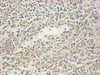 Immunohistochemical of paraffin-embedded human spleen organization using CSB-MA068341A0m at dilution of 1:200