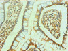 Immunohistochemical of paraffin-embedded human small intestine using CSB-MA0076721A0m at dilution of 1:200