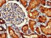 Immunohistochemistry of paraffin-embedded human kidney tissue using CSB-MA009369A0m at dilution of 1:100