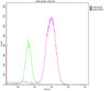 Overlay histogram showing SH-SY5Y cells stained with CSB-MA009369A0m (red line) . The cells were fixed with 70% Ethylalcohol (18h) and then permeabilized with 0.3% Triton X-100 for 2 min. The cells were then incubated in 1x PBS /10% normal goat serum to block non-specific protein-protein interactions followed by the antibody (10µg/1*10<sup>6</sup>cells) for 1 h at 4°C. The secondary antibody used was FITC goat anti-mouse IgG (H+L) at 1/200 dilution for 1 h at 4°C. Isotype control antibody (green line) was mouse IgG2b (10µg/1*10<sup>6</sup>cells) used under the same conditions. Acquisition of >10, 000 events was performed.