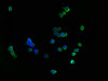 Immunofluorescence staining of RAW264.7 cells with CSB-MA004879A0m at 1:90, counter-stained with DAPI. The cells were blocked in 10% normal Goat Serum and then incubated with the primary antibody overnight at 4°C. The secondary antibody was Alexa Fluor 488-congugated AffiniPure Goat Anti-Mouse IgG (H+L) .