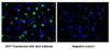 Immunofluorescence staining of 293T cells transfected with CSB-MA009476A0m at 1:100, counter-stained with DAPI. The cells were fixed in 4% formaldehyde and blocked in 10% normal Goat Serum. The cells were then incubated with the antibody overnight at 4&deg;C. The secondary antibody was Alexa Fluor 488-congugated AffiniPure Goat Anti-Rabbit IgG (H+L) . The image on the right is the 293T cells transfected without lacZ antibody