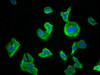 Immunofluorescence staining of HepG2 cells with CSB-MA018072A0m at 1:230, counter-stained with DAPI. The cells were blocked in 10% normal Goat Serum and then incubated with the primary antibody overnight at 4°C. The secondary antibody was Alexa Fluor 488-congugated AffiniPure Goat Anti-Mouse IgG (H+L) .